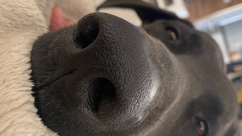 Un procureur de la république en nouvelle Calédonie a ordonné sans aucun mandat le vol d’un chien