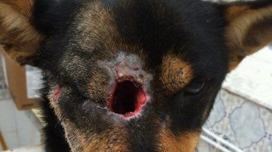 Get Well Soon Dog Pictures Get Well Soon Dog Pictures