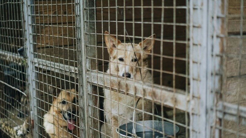 Charge the Owner Behind Bexar County's Repeat Puppy Mill
