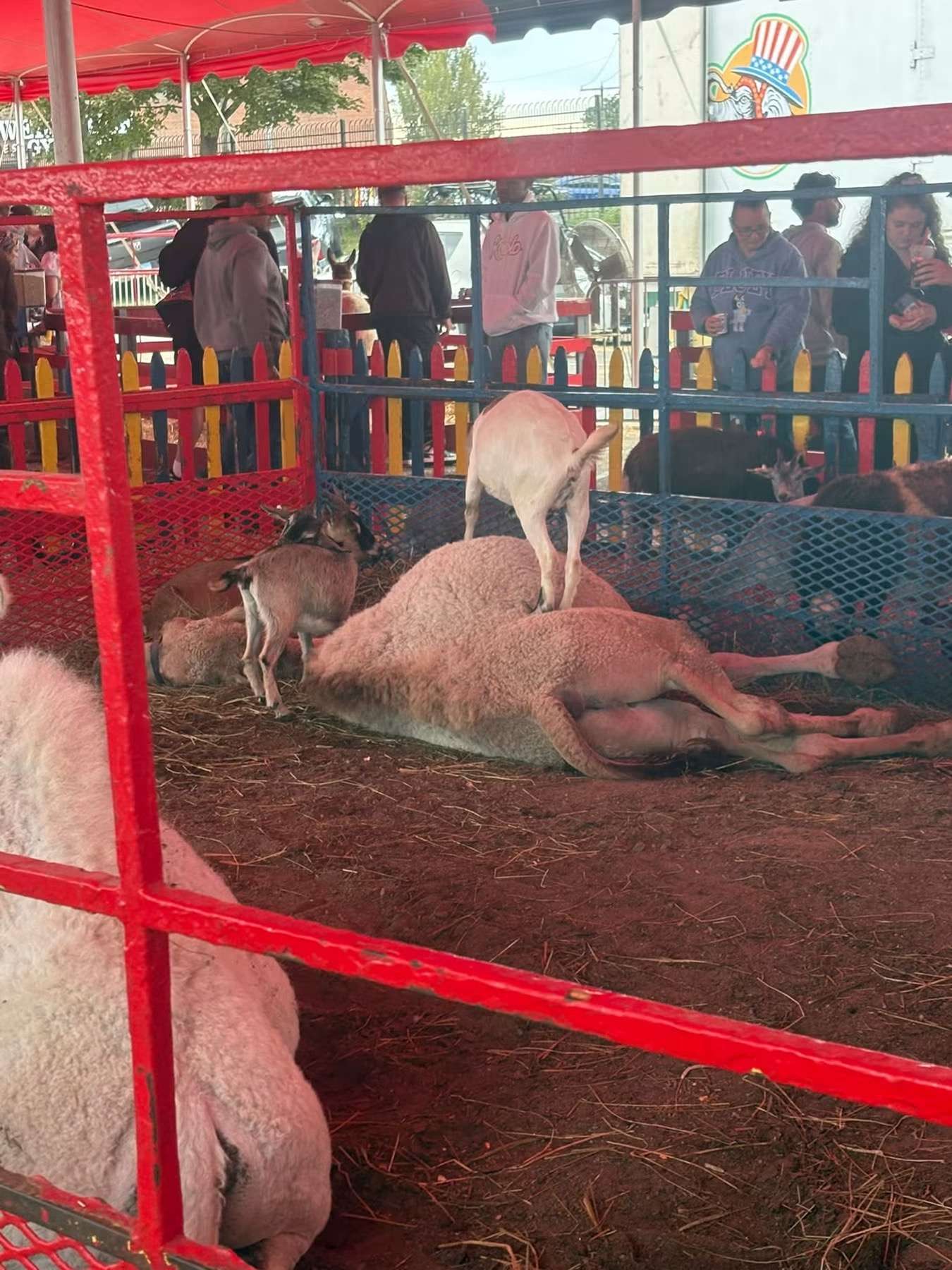 CAMEL LAYING ON SIDE WITH GOAT ON TOP AT 2026 BIG E