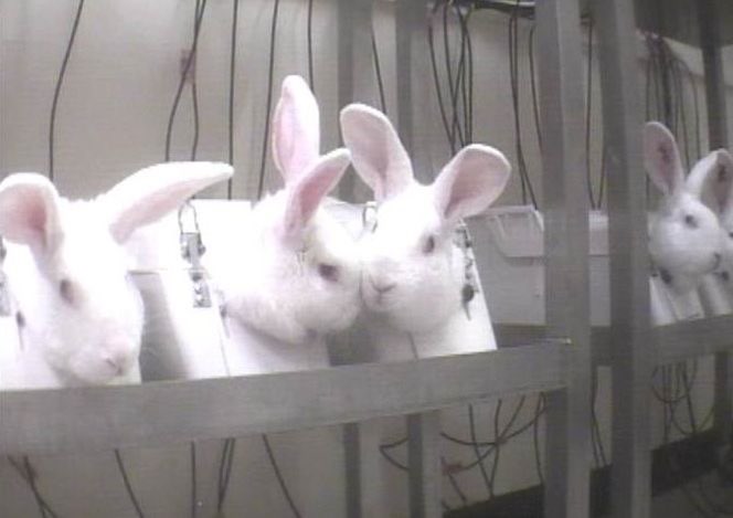 Rabbits being tested on