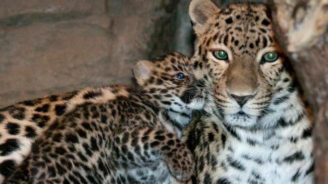 Petition · Barack Obama: Let's help save the Amur Leopard from