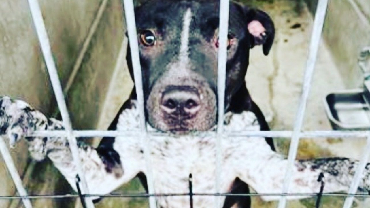 Petition · Tell Craigslist to ban dog breeders! Stop the pipeline to