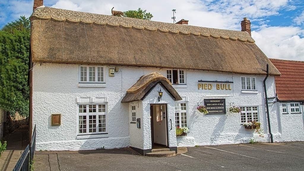 Petition · SHOW SOME LOVE FOR THE PIED BULL SHEPSHED ·