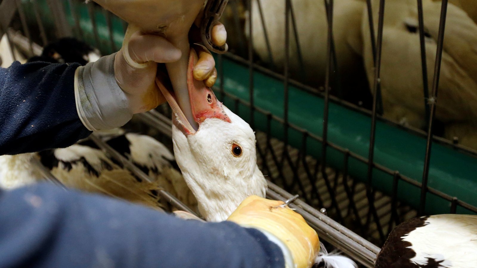 Petition · Stop Foie Gras in Massachusetts ·