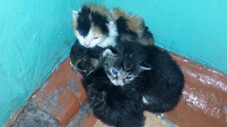 гусь хрустальный собачий приют. приют для животных нижневартовск. гайский приют для животных. томский приют для собак. служба по отлову собак.