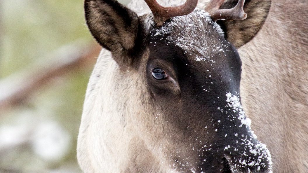 Petition · Help save the uniquely Canadian Southern Mountain Caribou