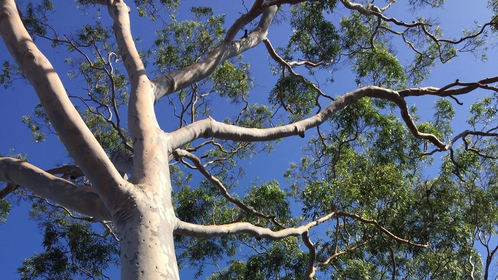 Petition · STOP THE CHOP 2 mature gum trees to be cut down! ·