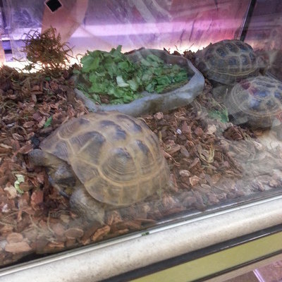 tortoise for sale petsmart
