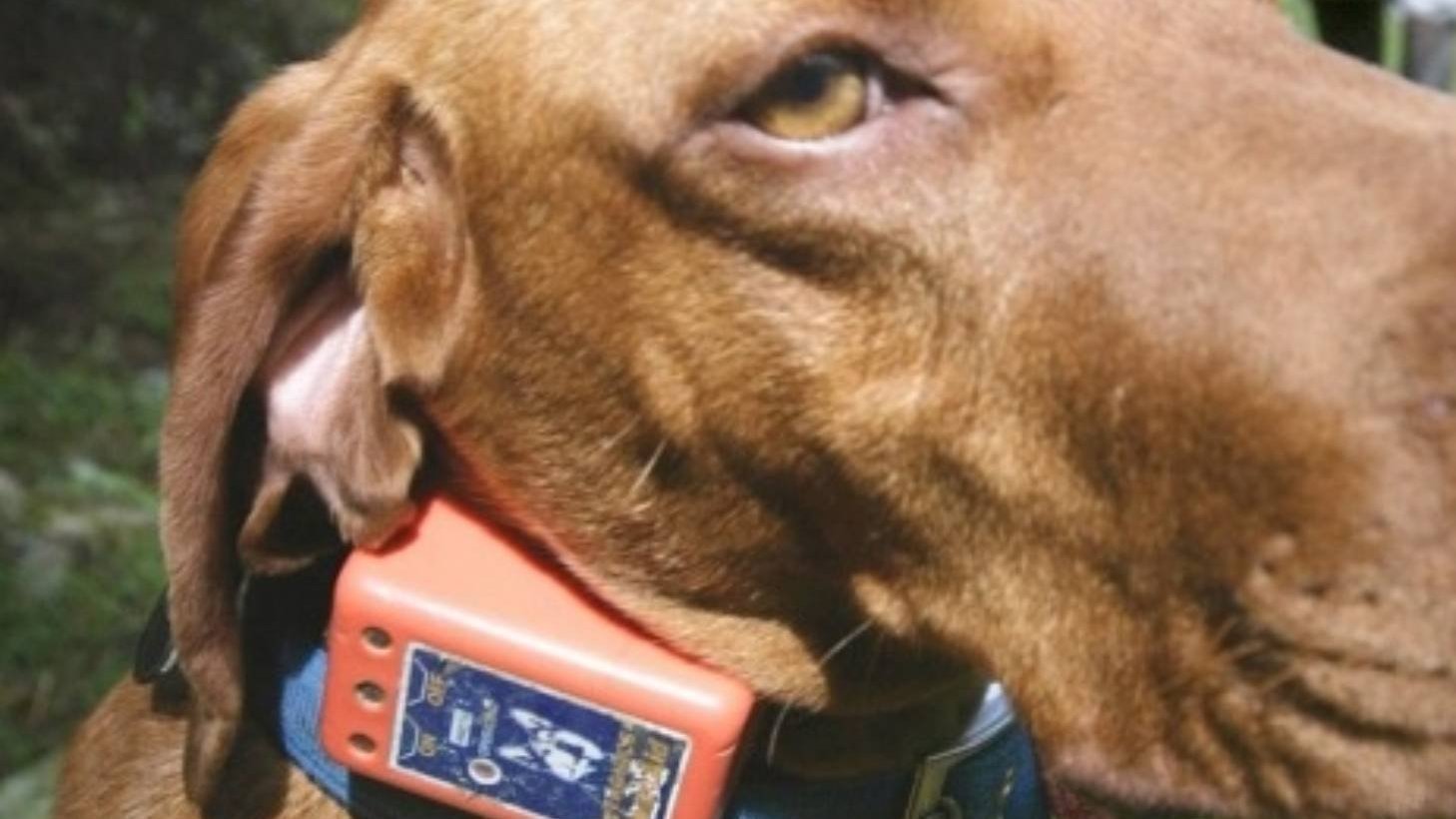 Petition · Help Stop The Use of Shock Collars (US) ·