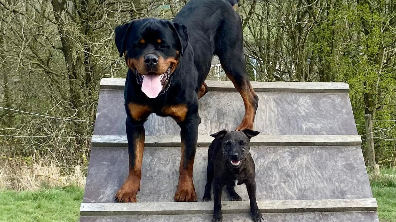 Petition · Important local service K9 Rehab needs your help United