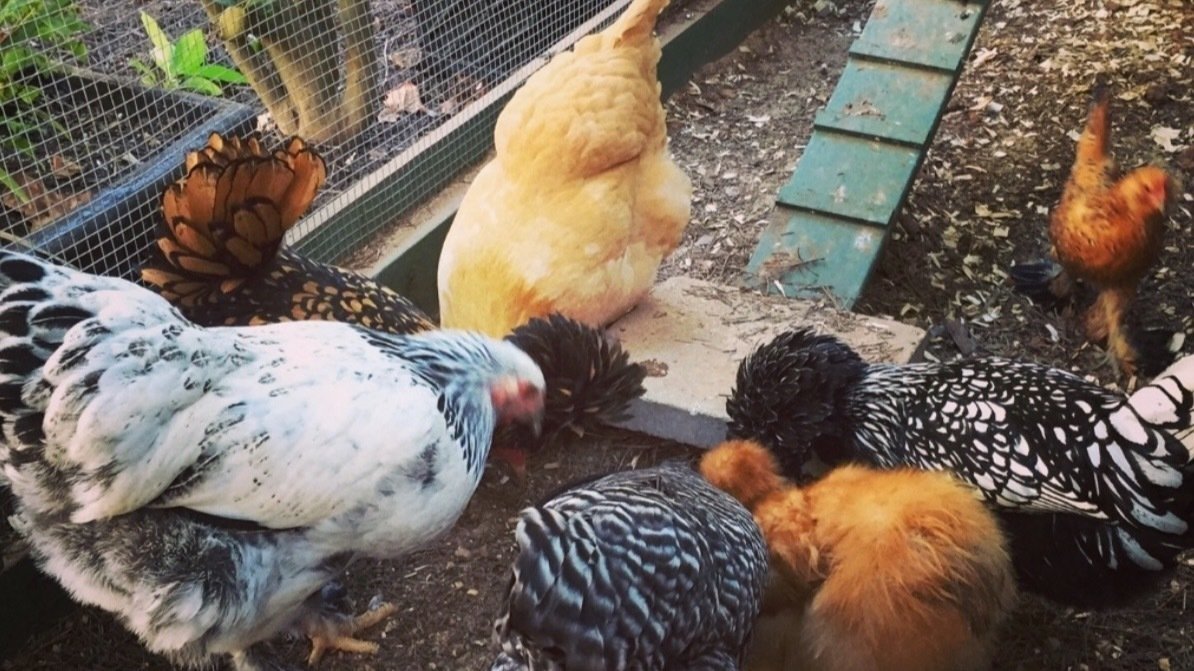 Petition · Champlin Backyard Chickens United States ·