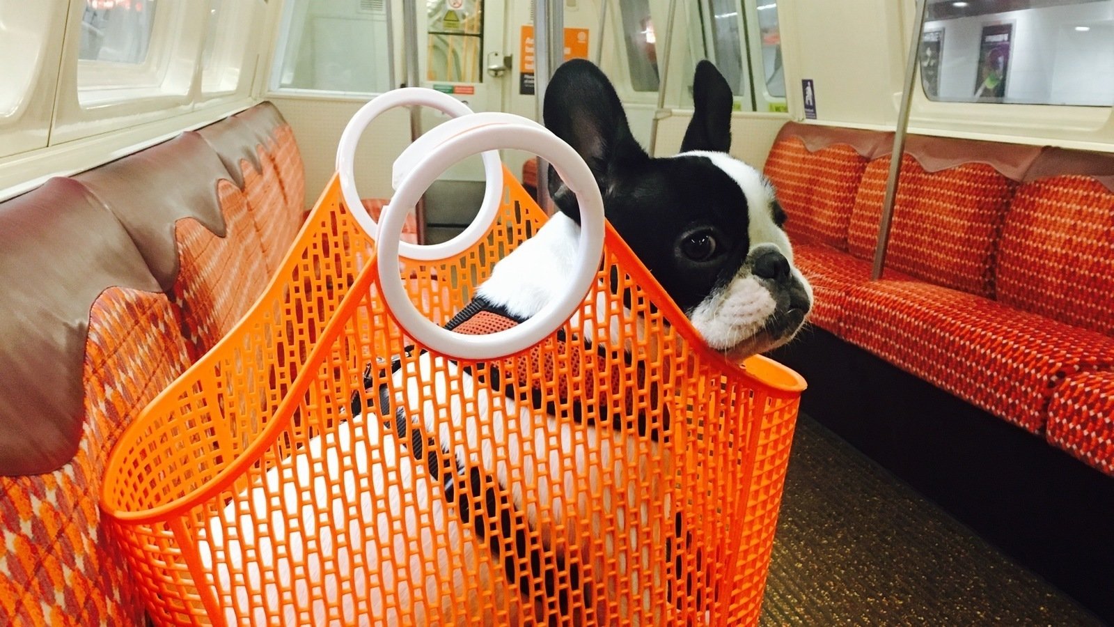 Petition · Allow dogs on the Glasgow Subway United Kingdom ·