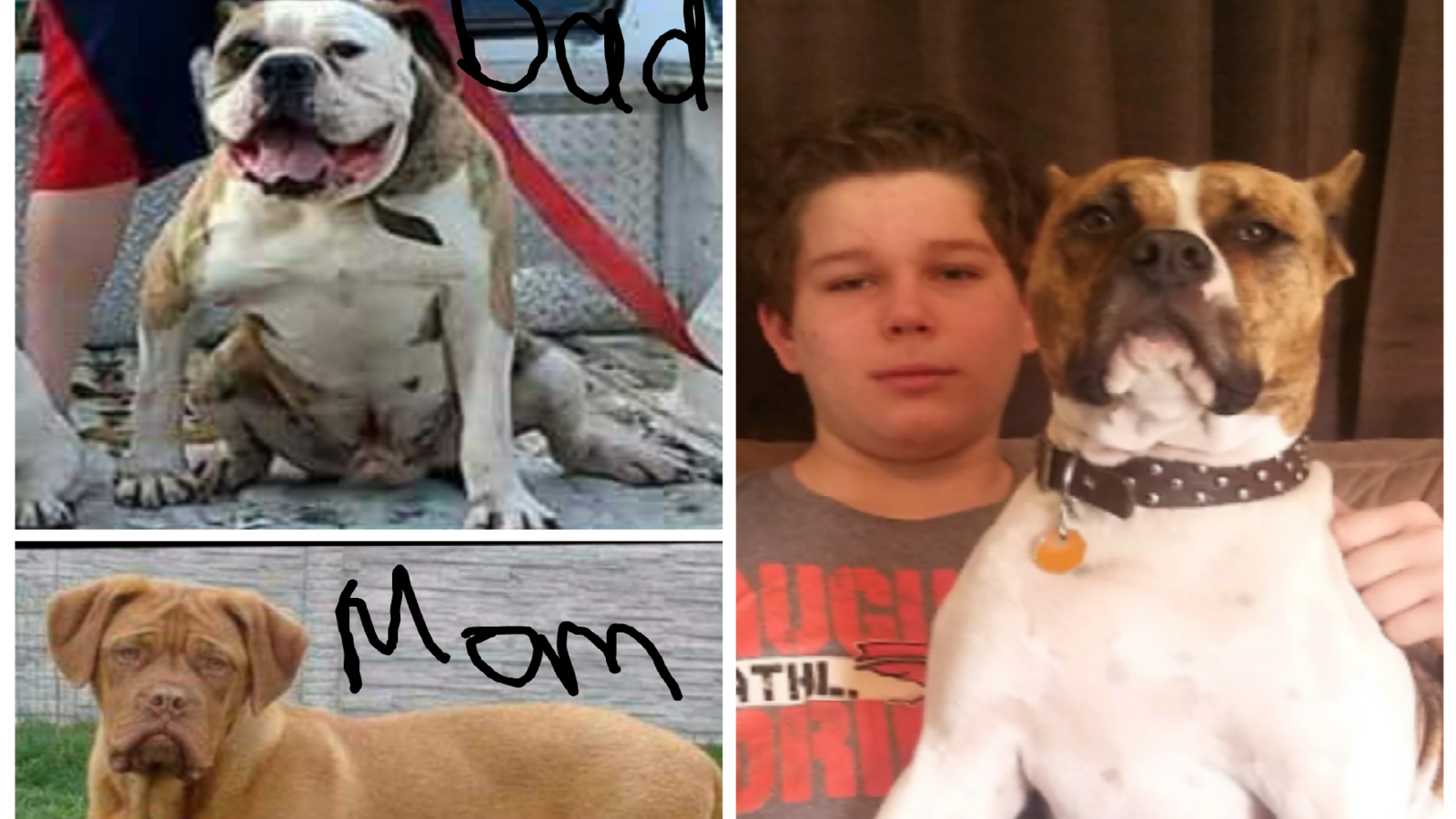 Petition · Kansas, Remove the breed ban statewide ·