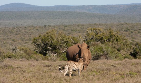 Petition · I want to save rhinos and cheetahs from being extinct