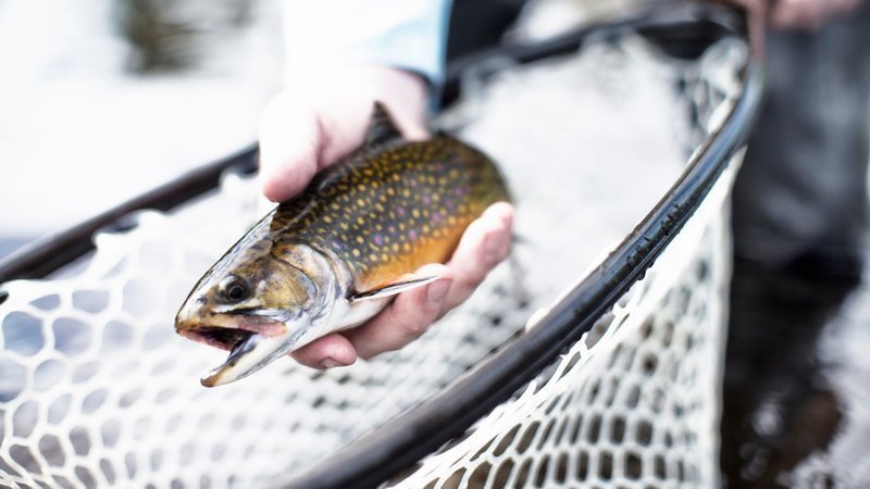 Michigan Dnr Trout Trails Petition · Support Michigan Dnr Proposed Trout Regulation Changes For The  Jordan River 2022 · Change.org