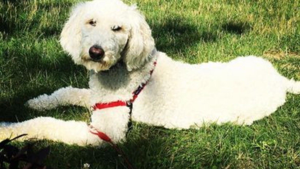 Petition · Shut down Puppy Mills in Ohio. ·