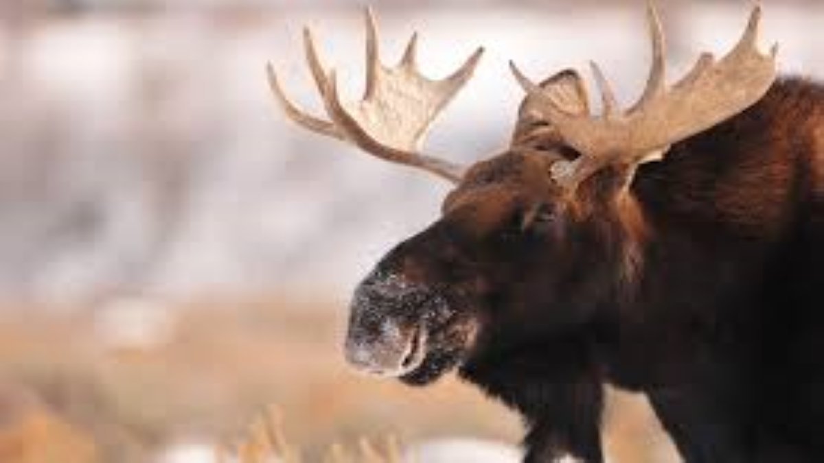 Petition · Change the plural of Moose, to Meese! ·