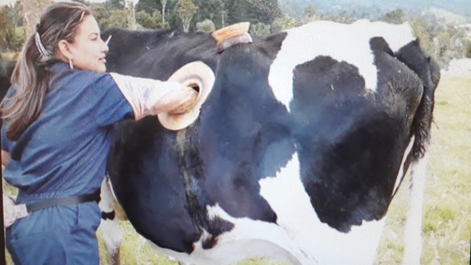 Petición · Ruminotomía, vacas con agujero provocado hacia estómago