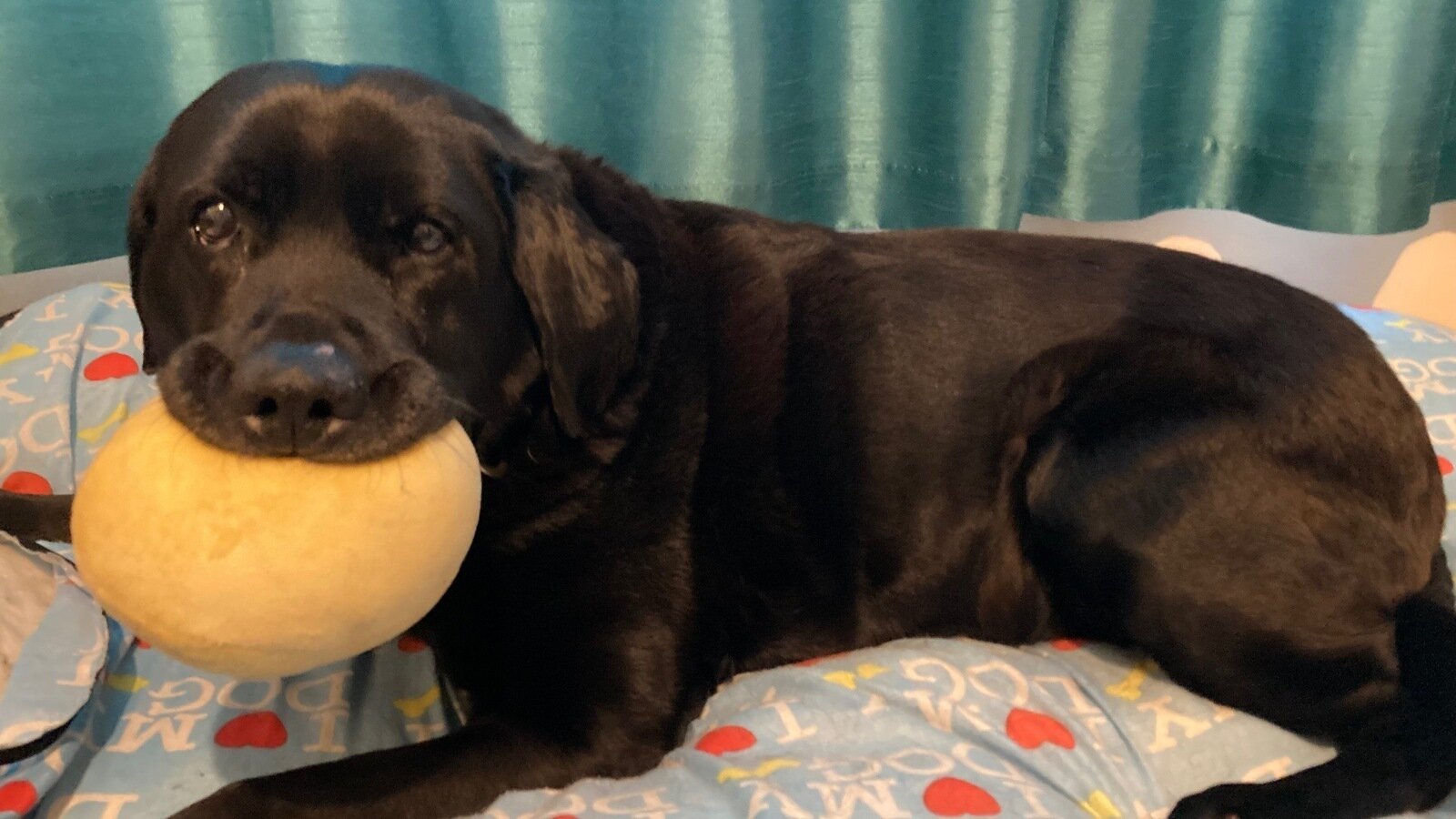 Petition Please Let Me Have Contact With My Retired Guide Dog Who Is