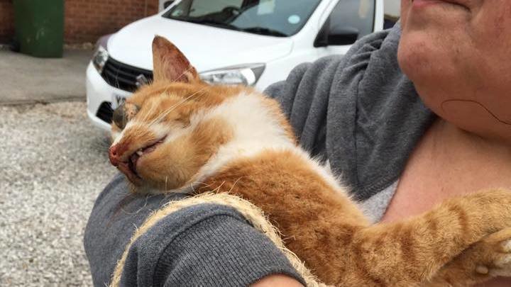 Perché Leone Il Cane Fifone è Stato Cancellato