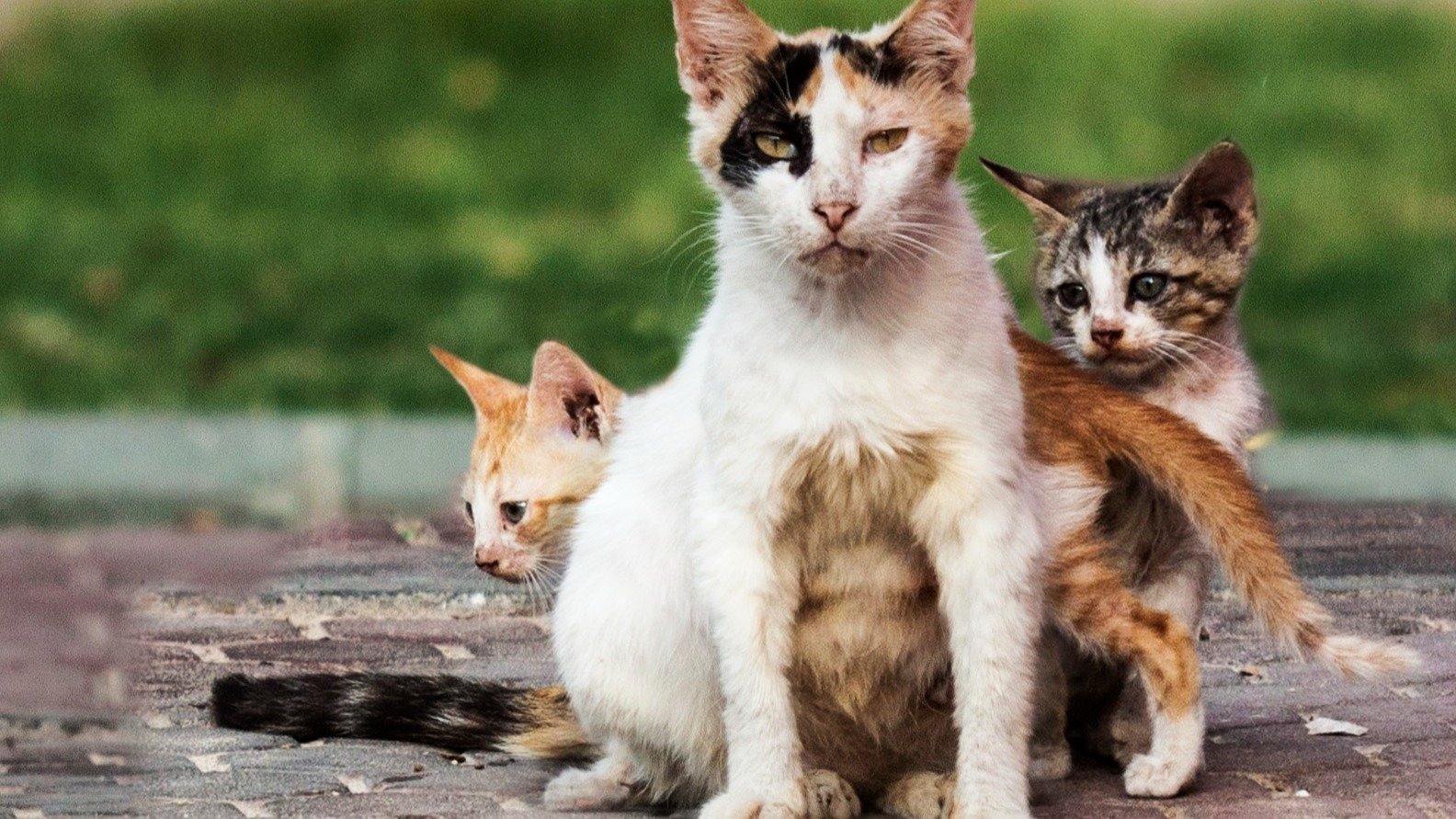 Petition · Prevent overpopulation of Cats by making it a Law to get