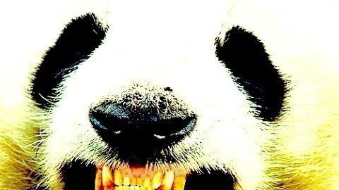 Petition Let The Pandas Die United States Change Org Petition Let The Pandas Die United States Change Org