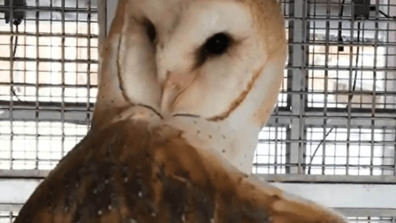Petition · stop the torture of Owls at Johns Hopkins university United States ·