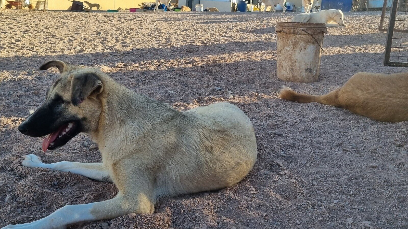 Allow the shelter to stay in Rodica's leadership