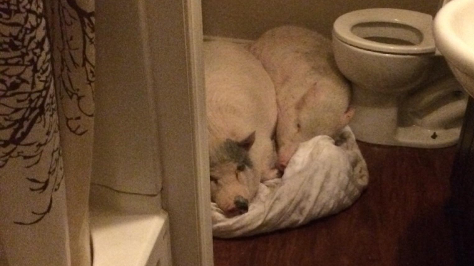 Petition · Allow mini pigs to remain at home in Walton ·