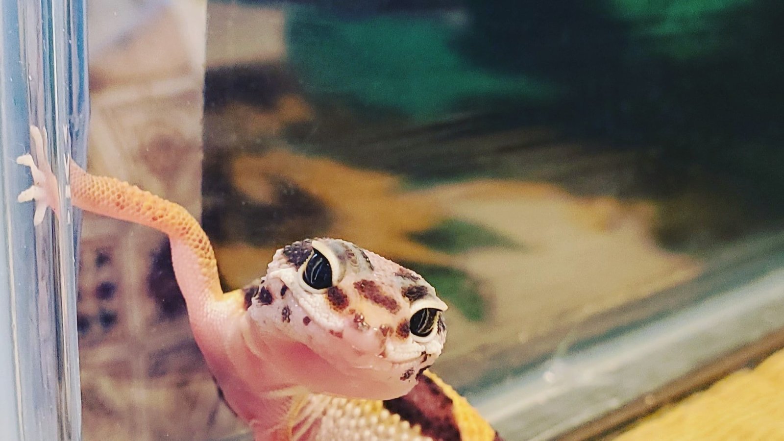 Petition · Stop Abuse of Reptiles and Amphibians in Pet Stores - United