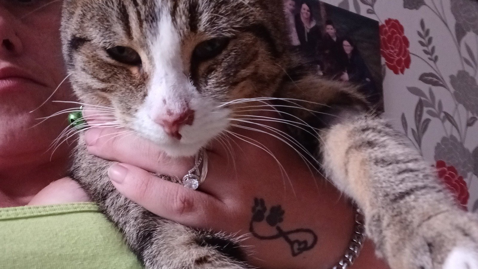 Petition · Give cats a license there life is just as important ·