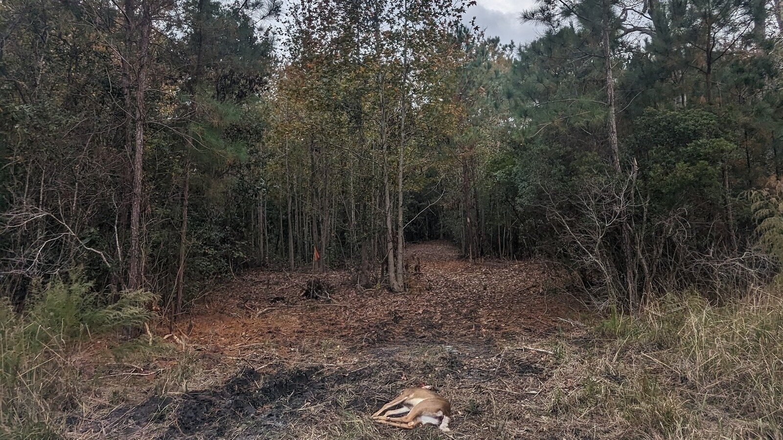 Petition Save Shallotte Point - EcewGaCgbvemXDc 1600x900 NoPad 