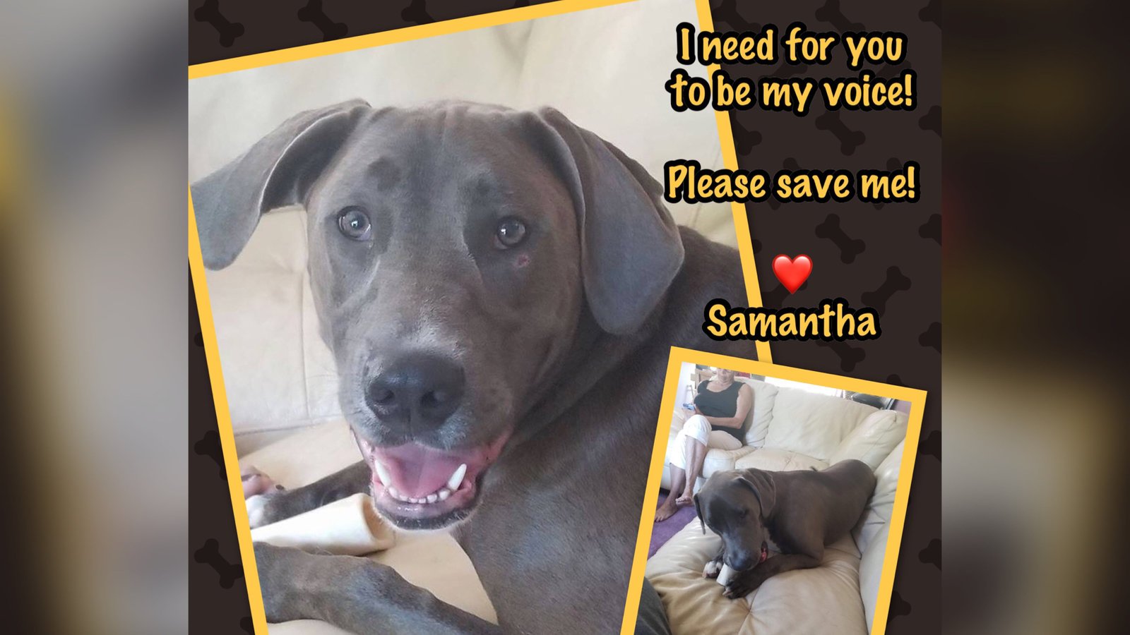 Petition · SAVE SAMANTHA THE PUPPY FROM BEING KILLED BY THE TOWN OF