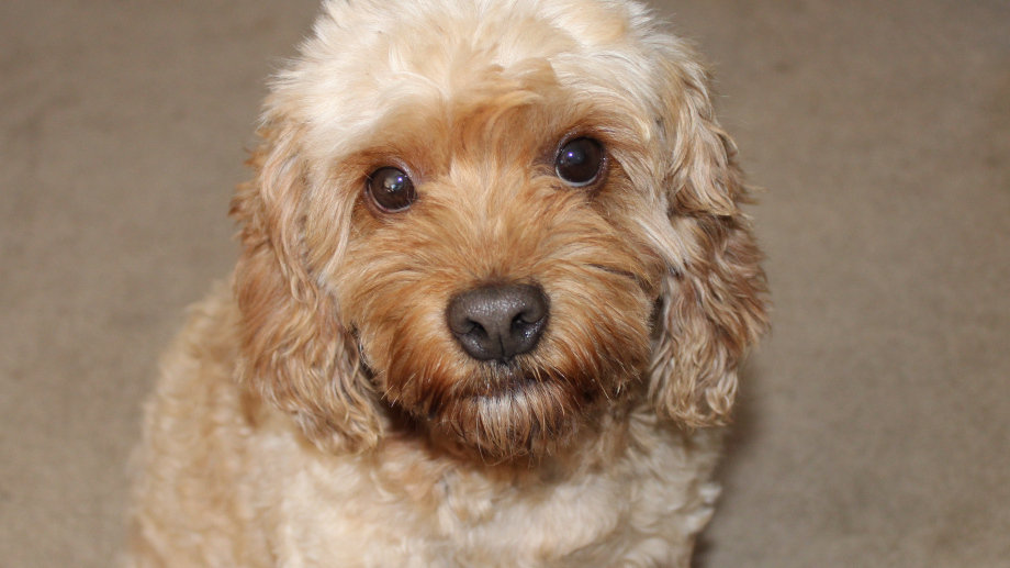 Petition · Stop selling dog toys, treats and food made in or with