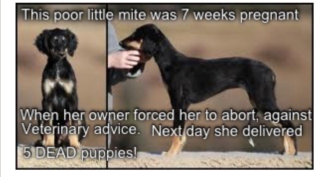 Petition · Fife Council Revoke boarding kennel licence and stray dogs