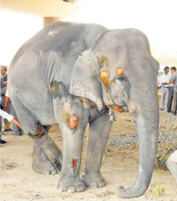 Petition · JUSTICE Elephants are being killed for profit in India