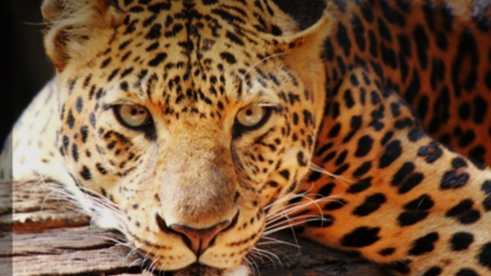 Petition Save The Amur Leopard Change