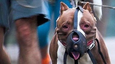 Petition Uk Parliament End Euthanasia Of Pitbull Type Cross Breeds Change Org