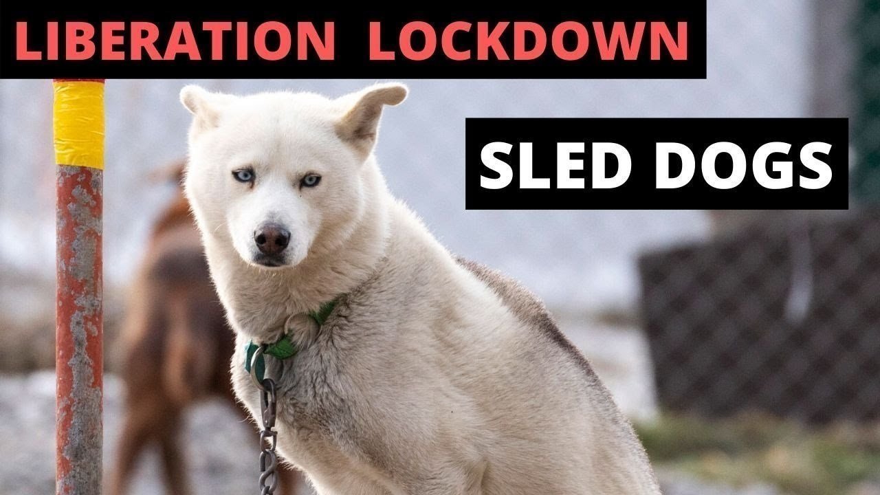 Petition · Release dogs at Mad Dog & Englishmen Sledding Canada ·