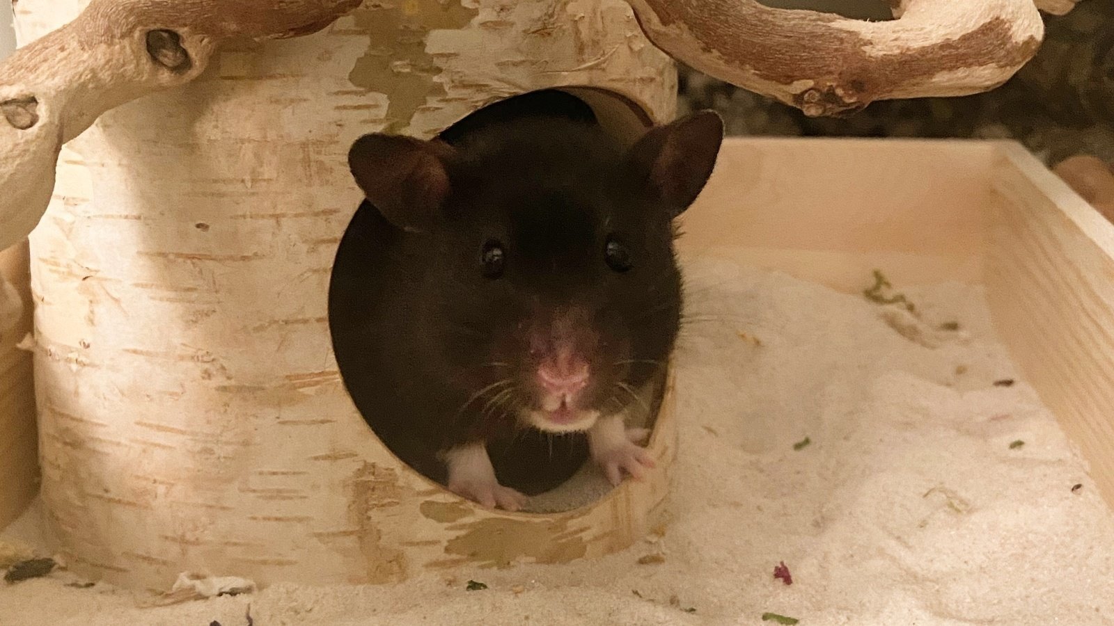 changing hamster cage