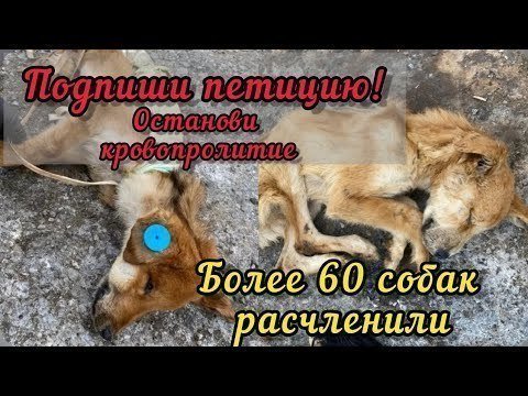 Петиция · Остановим убийства собак в астраханском «Экоприюте»! Требуем ...
