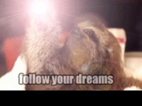 Petition · Save the Sloths: Stop hunting sloths! - United States