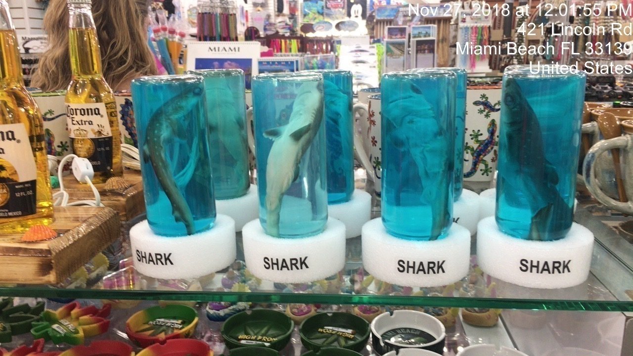 Petition · Ban sale of baby sharks in bottles as souveniers in the City