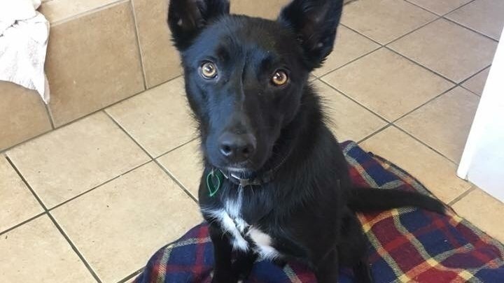 jerry green dog sanctuary