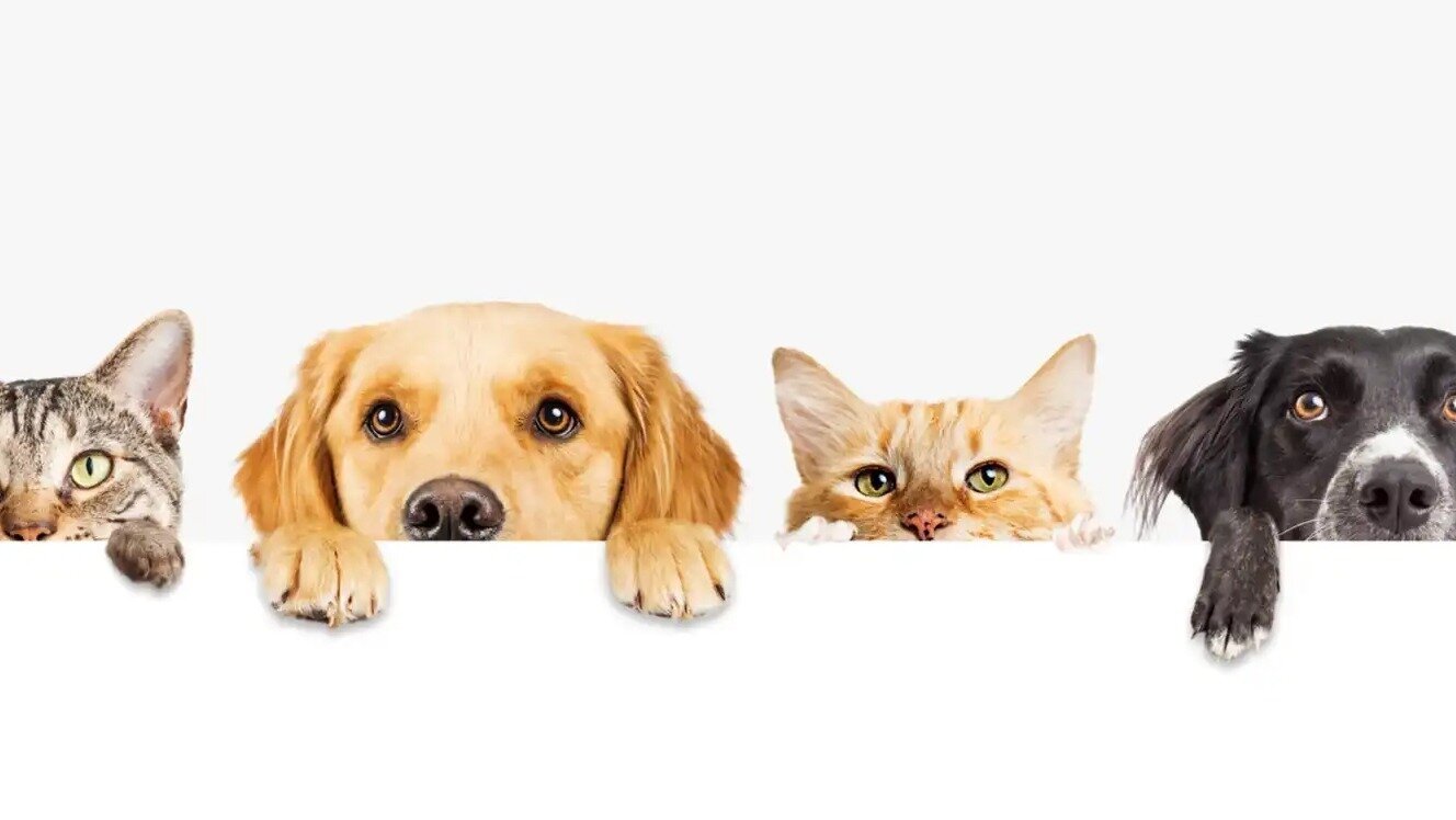 Petition · From Weak to Strong: Protect Our Pets all along ...