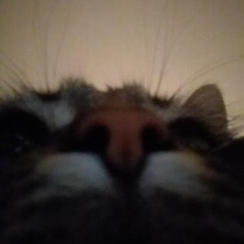 ChangeOrg profile picture for @sert