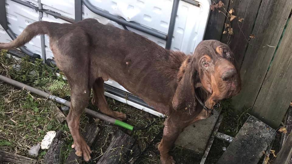 bloodhound rescue near me