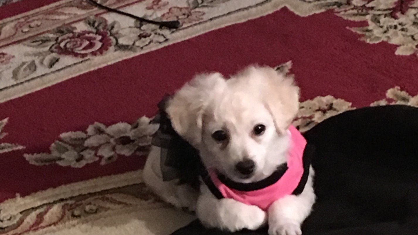 Petition · Ban pet rent and nonrefundable pet deposit United States