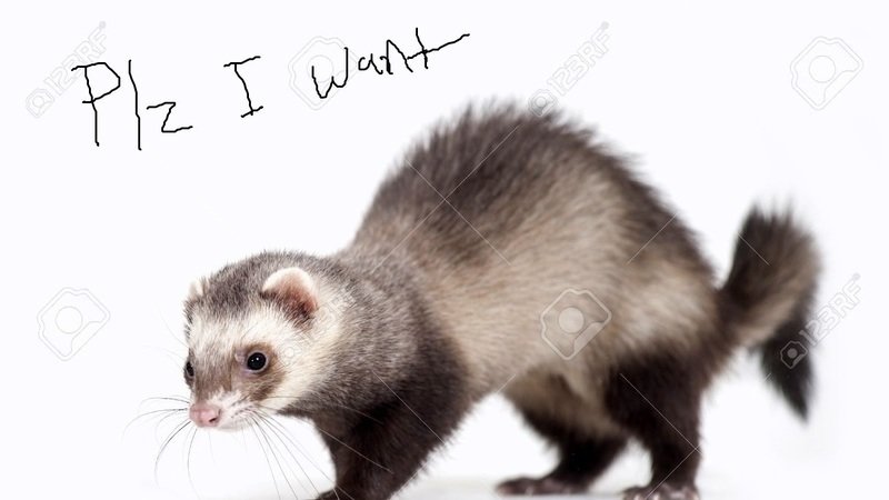 i want a ferret